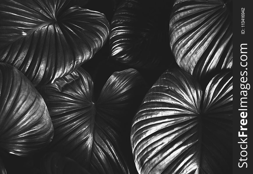 Monochrome Photography of Leaves