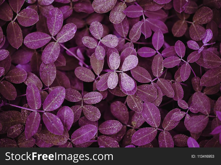 Photo Of Purple Plant