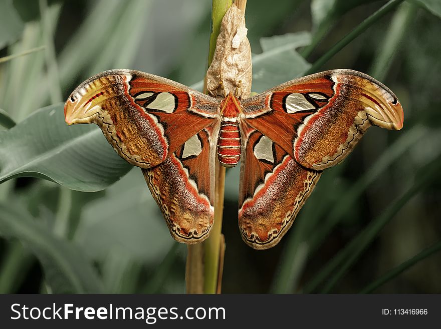 Close-up Photography of Atlas Moth