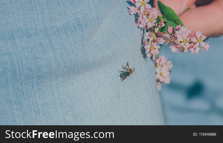 Black Housefly On Person&x27;s Jeans