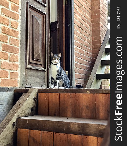 White And Gray Tabby Cat Near Stairs