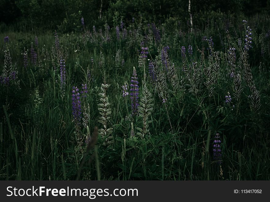 Photograph of Grass and Lavenders