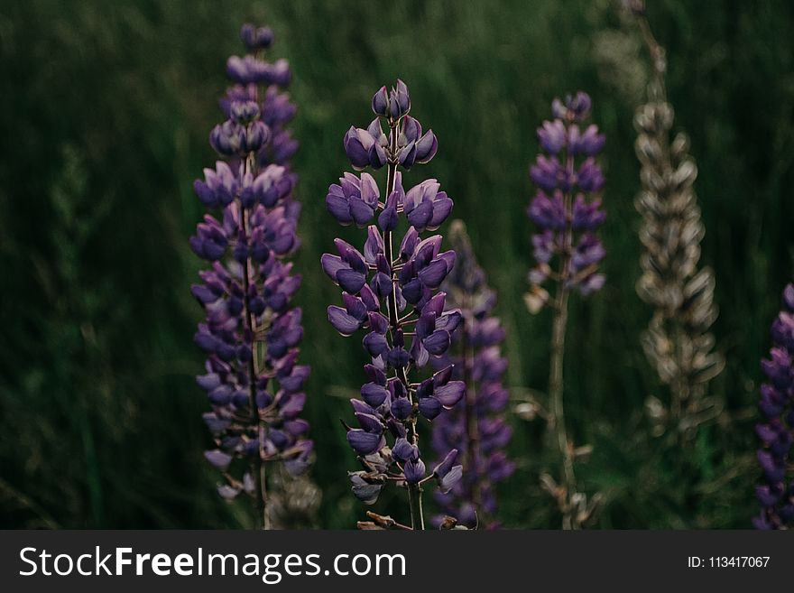 Purple Lupine Flower In Closeup Photography