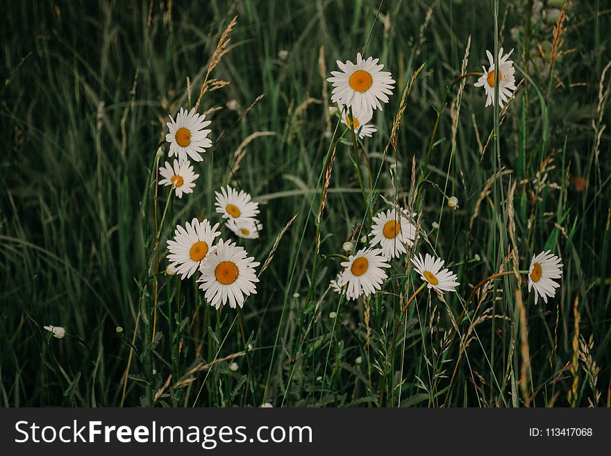 White Daisy Flowers