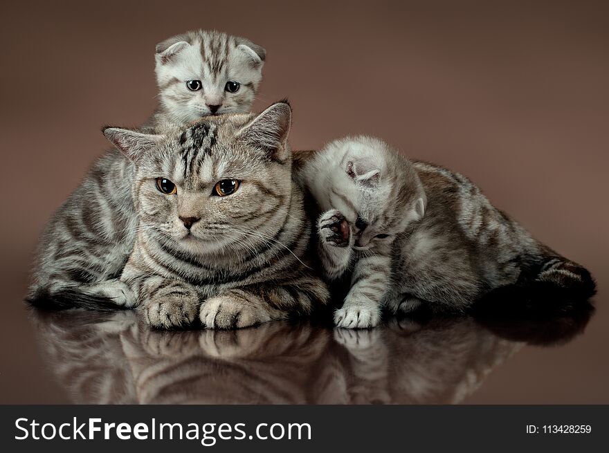 Family group of three fluffy beautiful kitten with mother, breed scottish-fold, lie on brown background. Family group of three fluffy beautiful kitten with mother, breed scottish-fold, lie on brown background