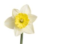 Beautiful Yellow Daffodil On A Perfect White Background Stock Photography