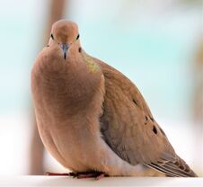 Mourning Dove Is A Beautiful Bird With Soulful Eyes And Trusting Demeanor. Stock Photos Mourning Dove Is A Beautiful Bird With Soulful Eyes And Trusting Demeanor. Stock Photos