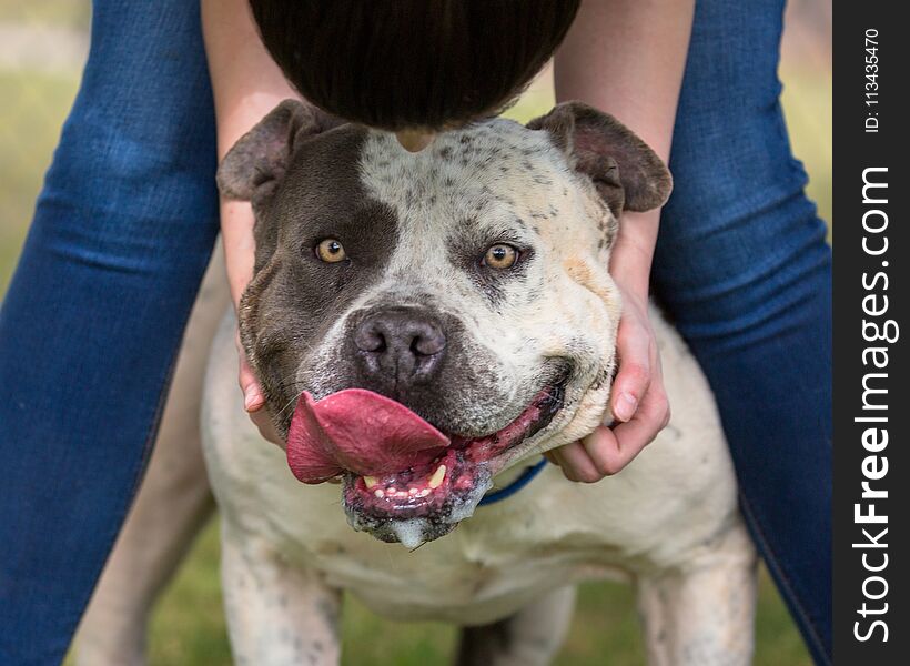 Owner of a large Pit Bull Terrier dog bending down to pet the head of a large Pit Bull Terrier dog. Owner of a large Pit Bull Terrier dog bending down to pet the head of a large Pit Bull Terrier dog