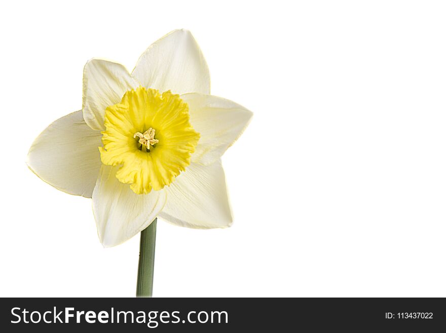 Beautiful close up of spring flower multi color Daffodil on a perfect white background place on the bottom left. Beautiful close up of spring flower multi color Daffodil on a perfect white background place on the bottom left