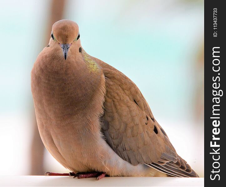 Mourning Dove is a Beautiful Bird with Soulful Eyes and Trusting Demeanor.