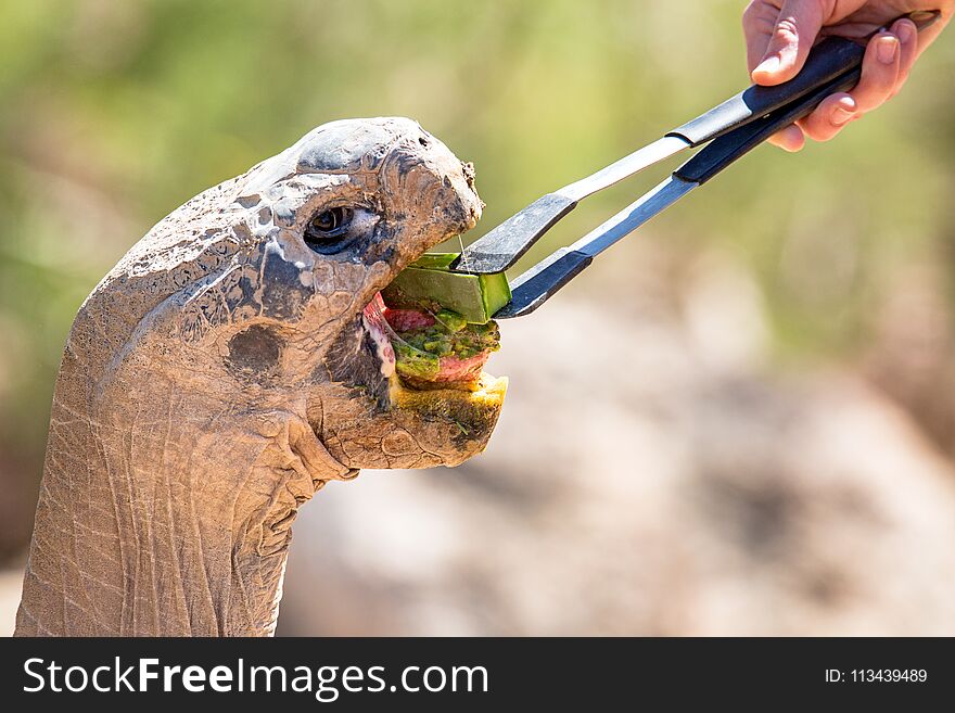 Large tortoise being hand fed vegetables by a person. Large tortoise being hand fed vegetables by a person