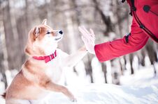 Shiba Inu Breed Dog Plays With A Girl, Gives Her A Paw, On A Beautiful Background Of A Winter Forest. Royalty Free Stock Images