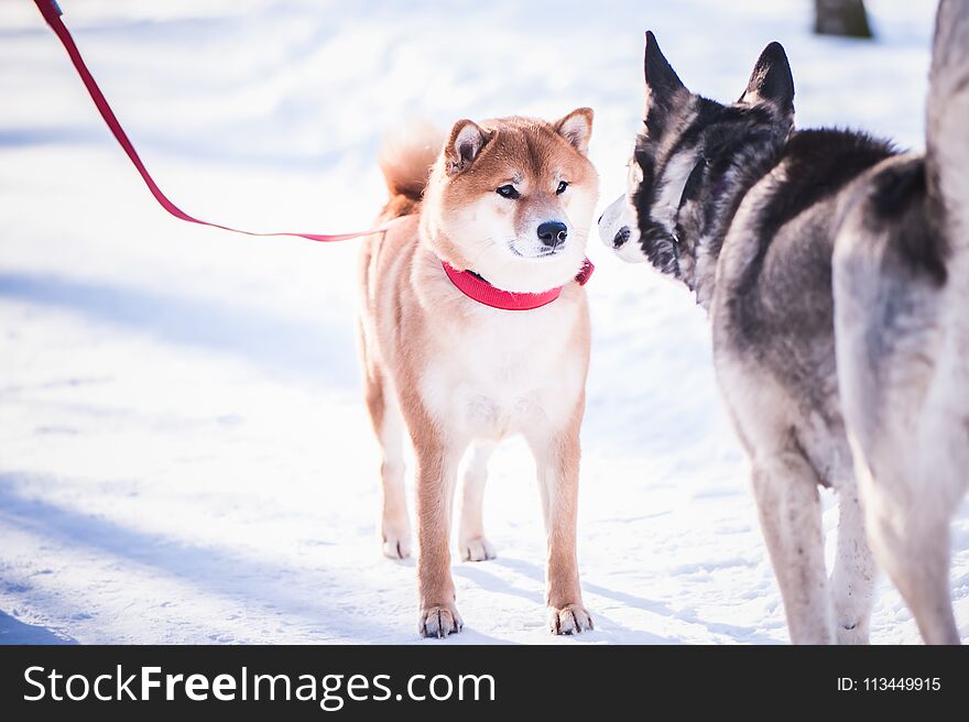 Dog of the Shiba inu breed sniffs with another dog