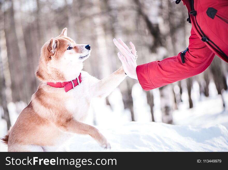 Shiba inu breed dog plays with a girl, gives her a paw, on a beautiful background of a winter forest.