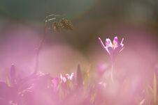 View Of Magic Blooming Spring Flowers Crocus Growing In Wildlife. Amazing Sunlight On Spring Flower Crocus Royalty Free Stock Photography View Of Magic Blooming Spring Flowers Crocus Growing In Wildlife. Amazing Sunlight On Spring Flower Crocus Royalty Free Stock Photography