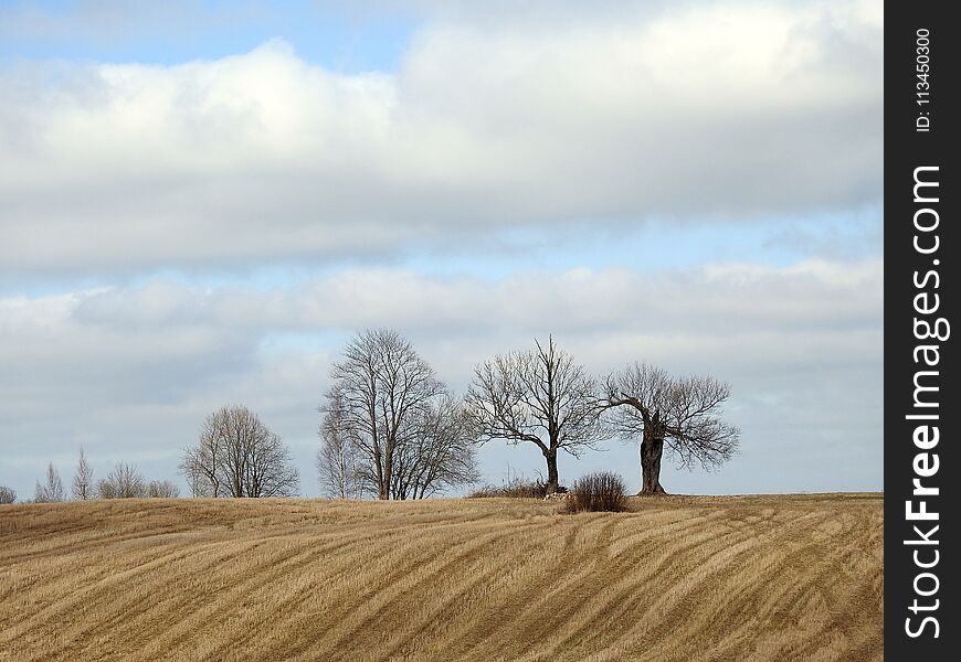 Old Trees On Hill, Lithuania