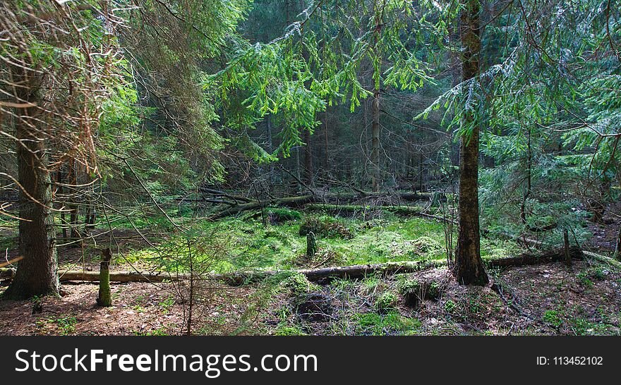 Coniferous stand, spruce mainly in springtime morning, Bialowieza Forest, Poland, Europe. Coniferous stand, spruce mainly in springtime morning, Bialowieza Forest, Poland, Europe