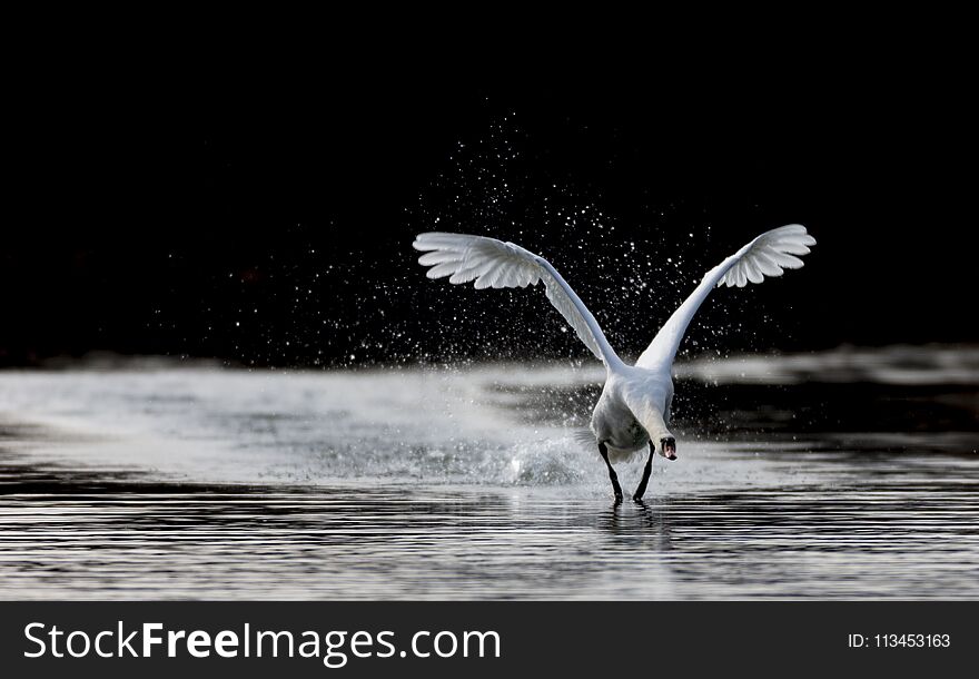 Mute Swan Performing In Swanlake