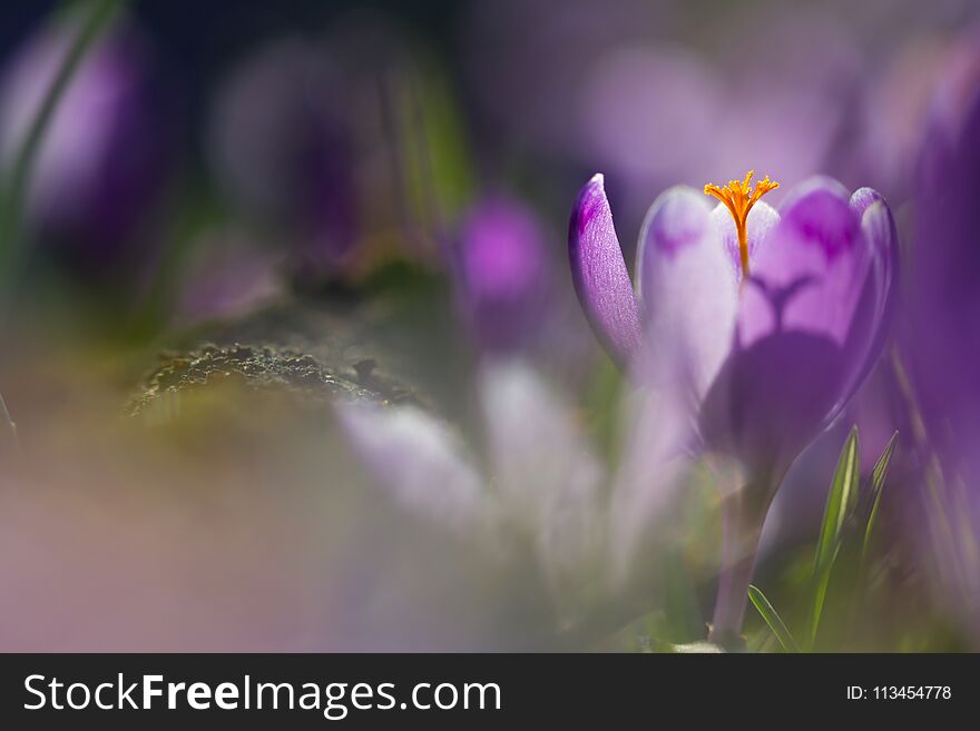 View of magic blooming spring flowers crocus growing in wildlife. Amazing sunlight on spring flower crocus