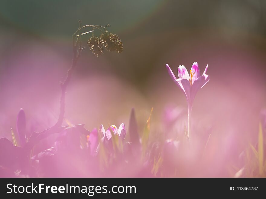 View of magic blooming spring flowers crocus growing in wildlife. Amazing sunlight on spring flower crocus