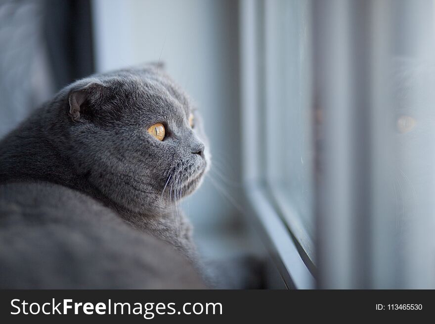 Cat Is Cute. British Shorthair