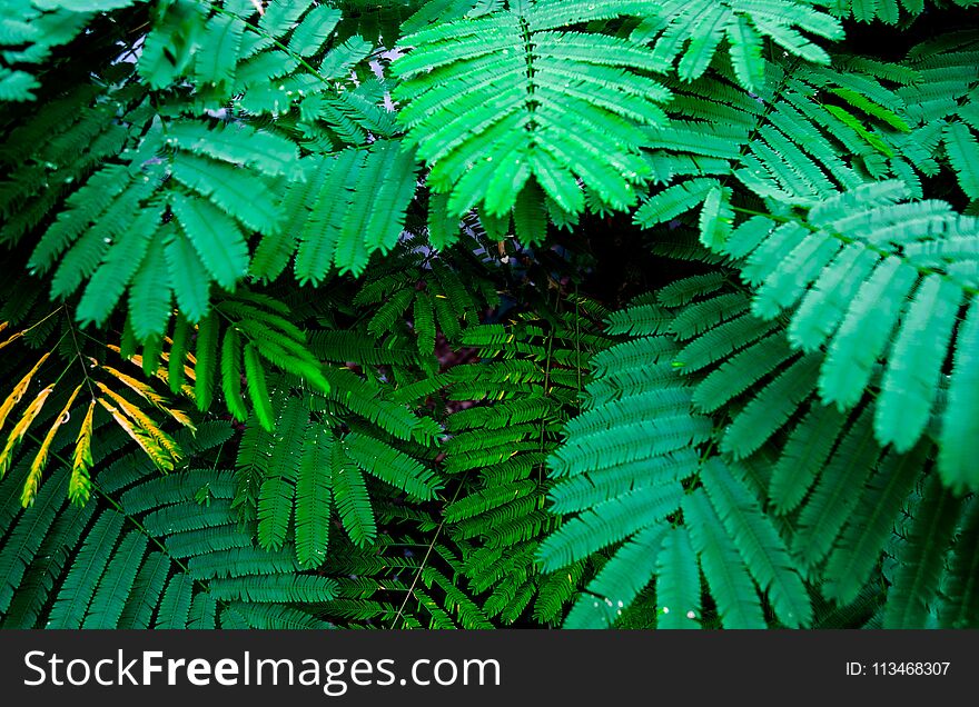 Closeup Green leaf nature for background . Creative made of green tree leaves.