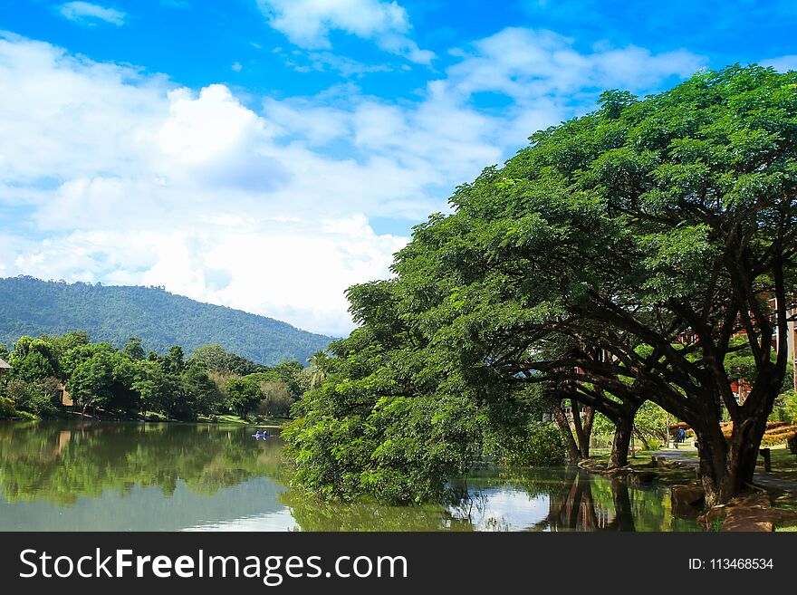 Tree Lake Reflection Under Clear Blue Sky