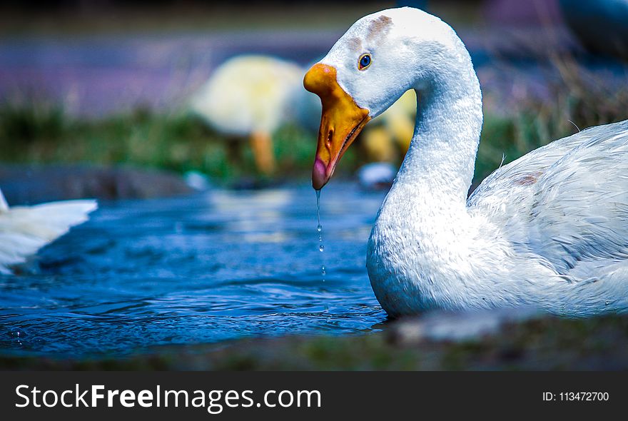 White and Yellow Duck on Body of Water