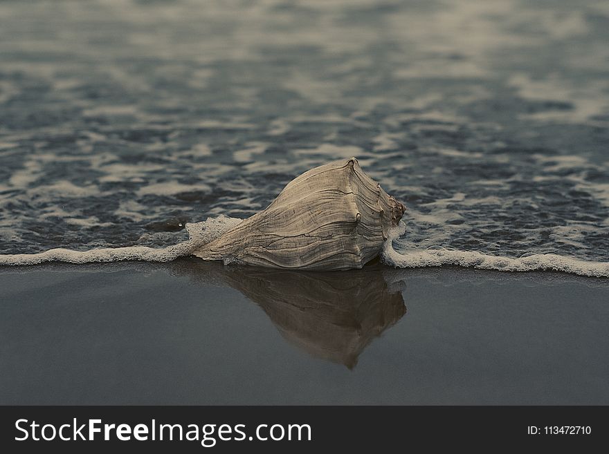 Grey Conch Shell on Shore
