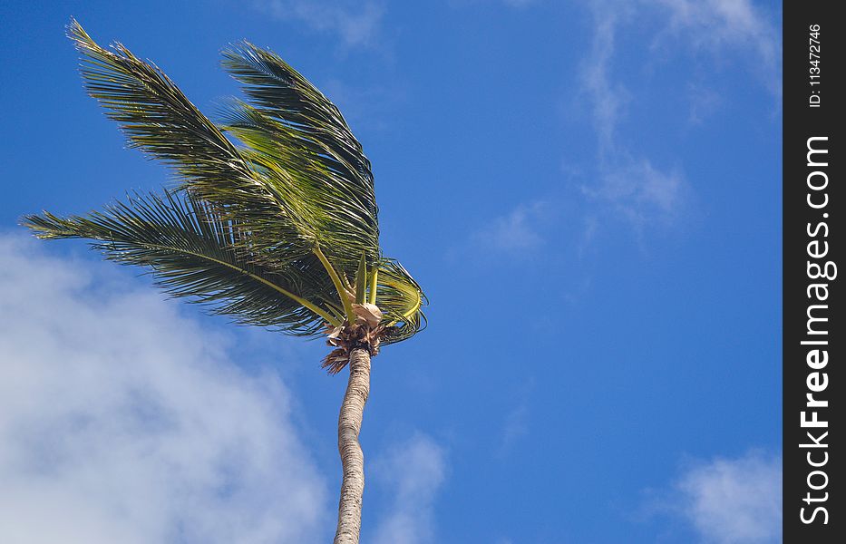 Coconut Tree Under White Clouds at Daytime