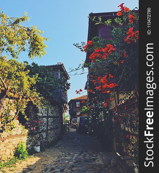 Pathway in Between Buildings With Flowers and Plants