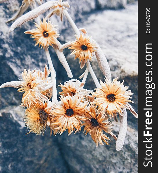 Beige Petaled Flowers