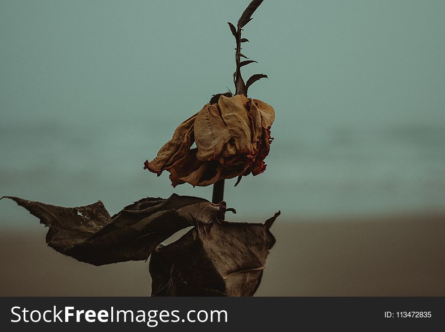 Shallow Photography of Dried Leaves