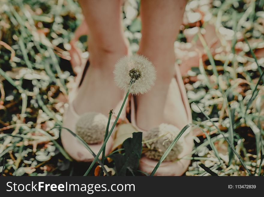 Shallow Focus Photography Of Dandelion