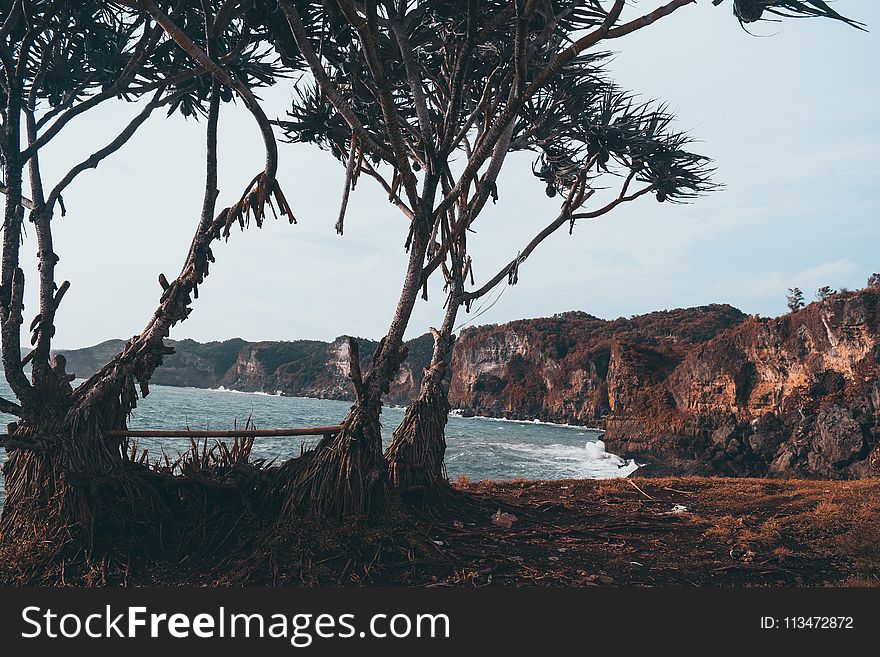 Photo of Trees Near the Sea