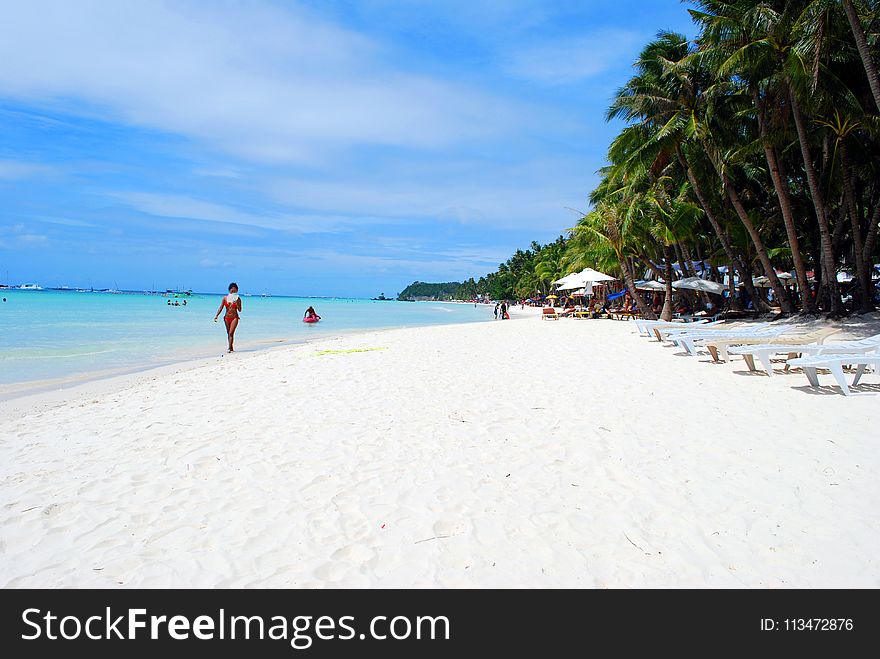 Beach Lounger on Shore With Coconut Trees