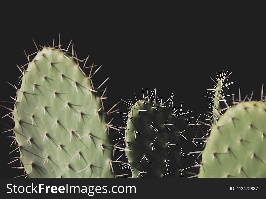 Close-up Photo of Three Green Cactus Plants