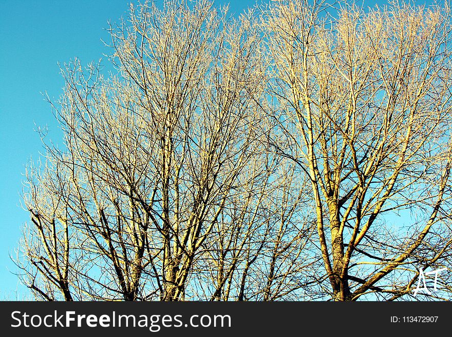 Leafless Tree Under Blue Sky at Daytime