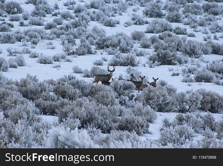 Herd Of Deer On Bush