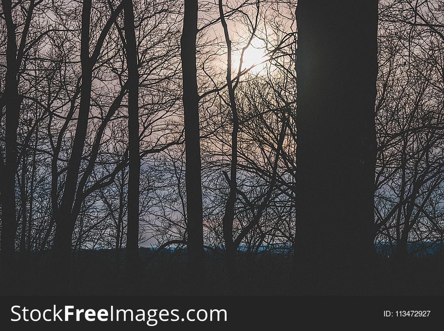 Silhouette Photograph of Trees