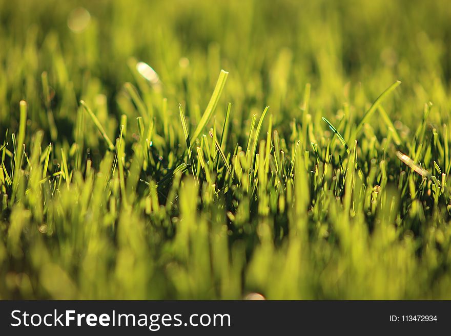 Shallow Focus Photography Of Grass