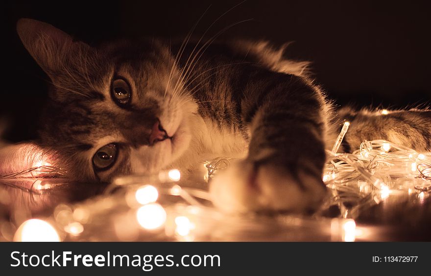Gray Tabby Cat Lying on White String Lights
