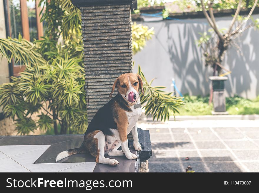 Adult Tricolor English Foxhound