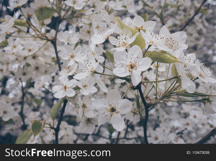 Shallow Focus Photography of White Flowers