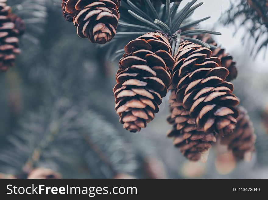 Shallow Focus Photography of Brown Pinecones