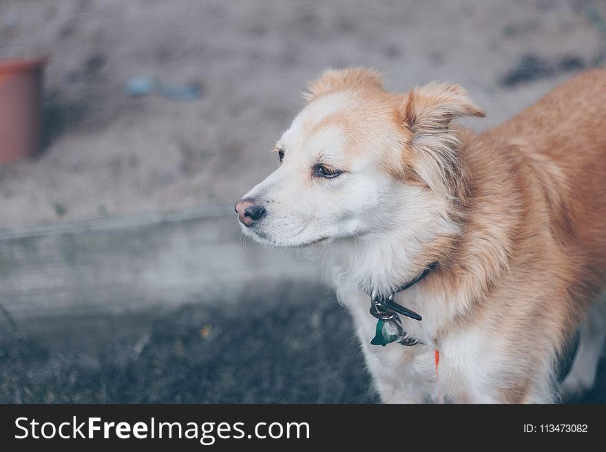 Brown And White Finnish Spitz Mix