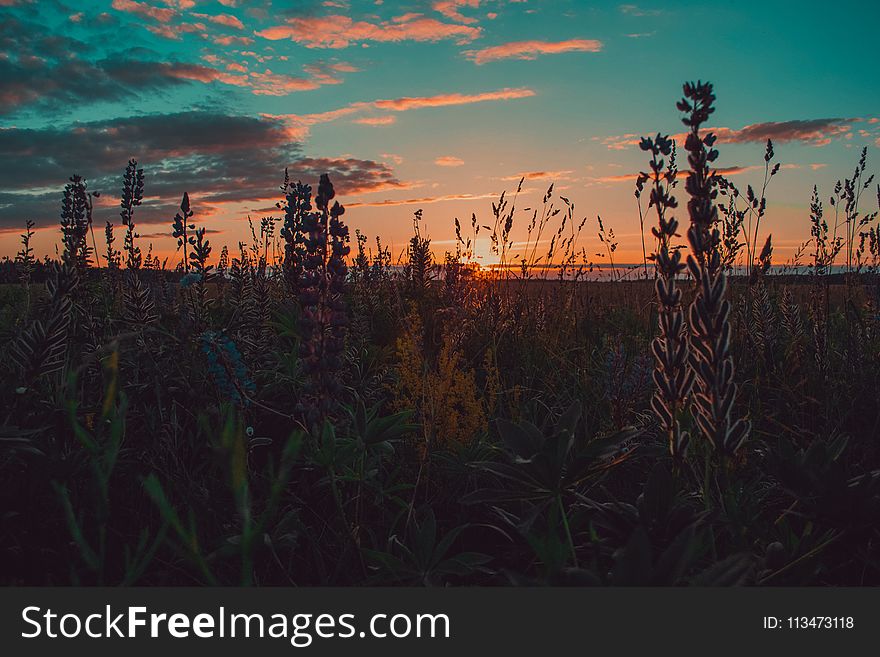 Brown And Green Grass During Sunset