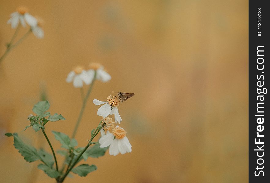 Selective-focus Photography of Brown Moth Perches on White Petaled Flower