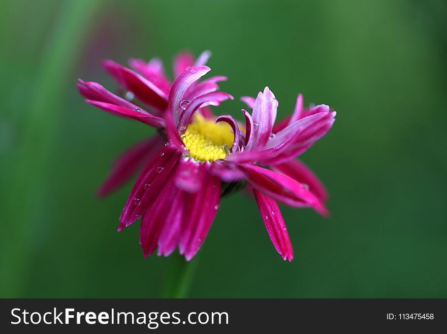 Detail of pink daisy in the garden