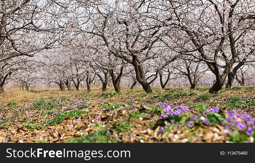 The fluttered apricot flowers are like snow